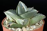 Agave pumila Cm. 7 € 37,00